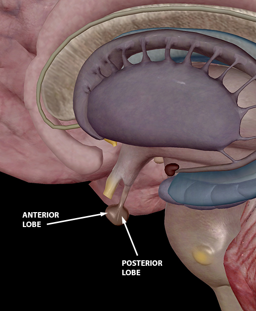 The Endocrine System Hypothalamus and Pituitary